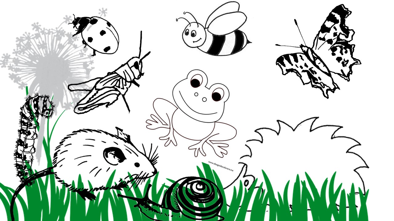 Ausmalbild Tiere auf der Pusteblumen Wiesedocx
